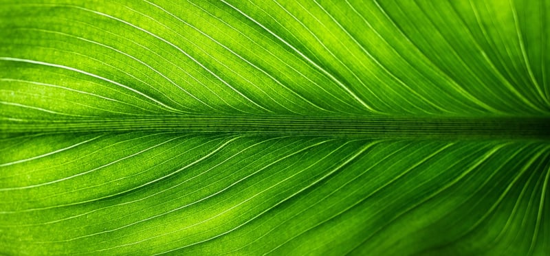 Eco-Friendly Options